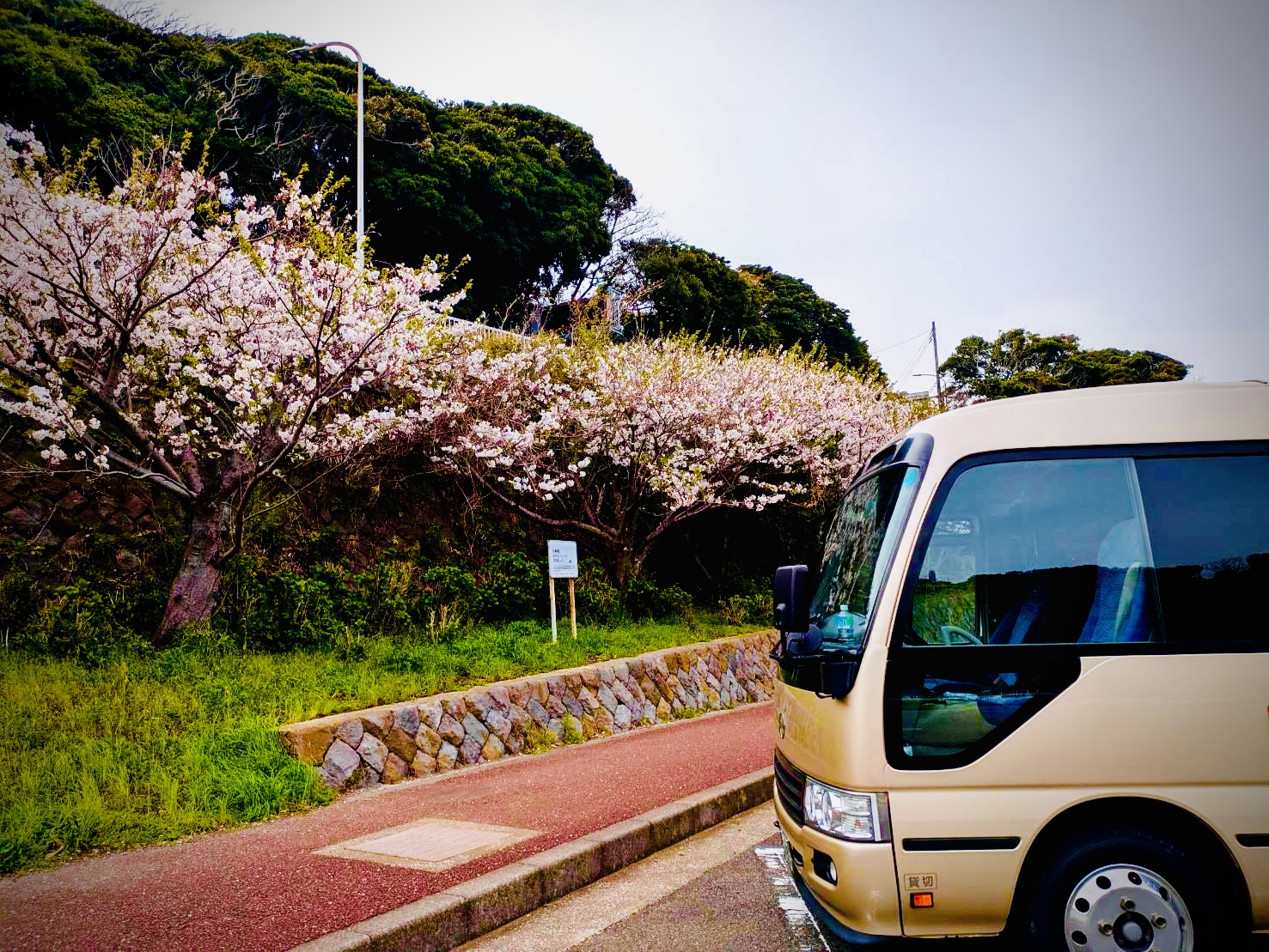 桜の季節ですね♪